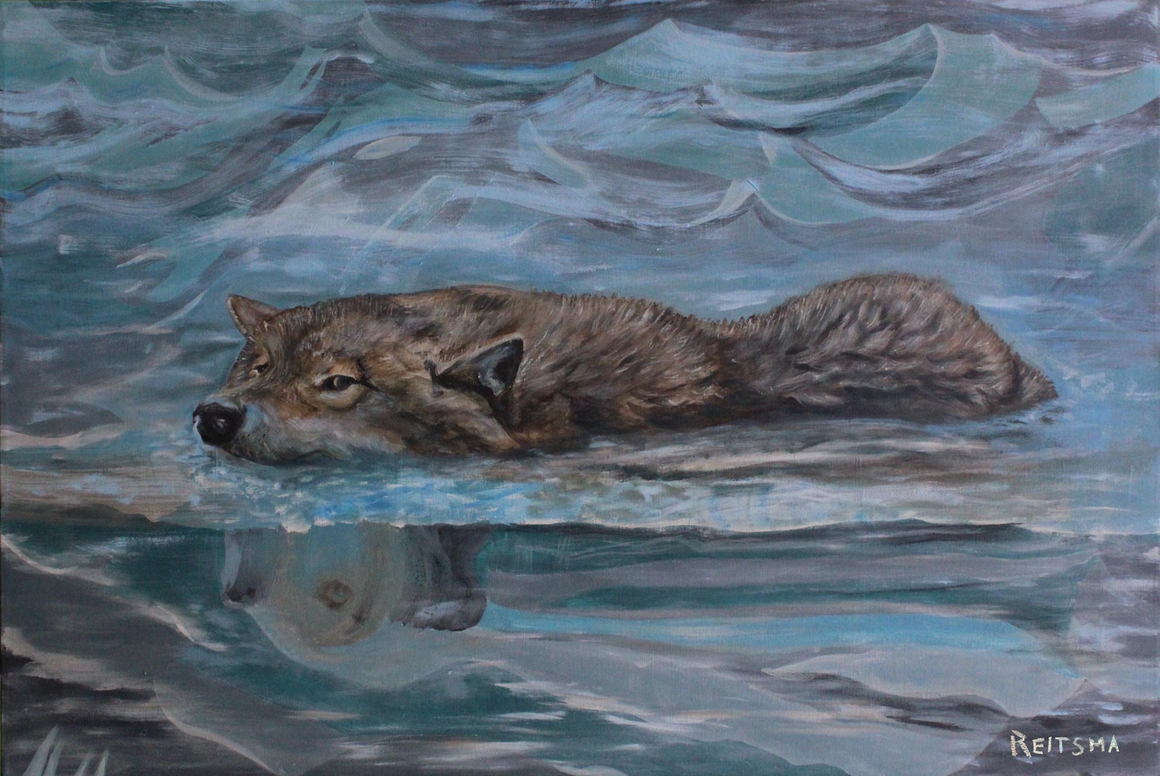 Swimming Wolf